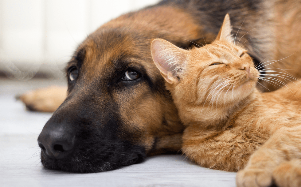 Кошки и собаки не являются переносчиками коронавируса